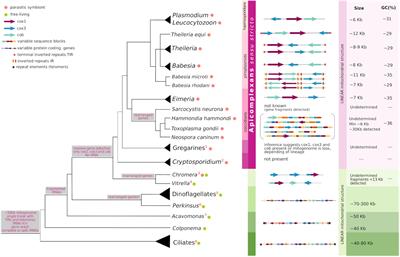 The Elusive Mitochondrial Genomes of Apicomplexa: Where Are We Now?